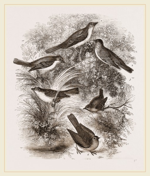 Group o' British Warblers