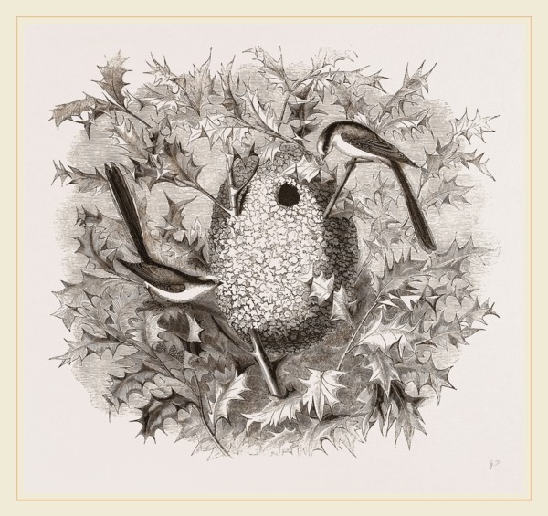 Long-tailed Titmice and Nest
