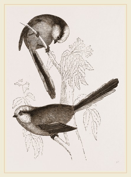 Long-tailed Titmice