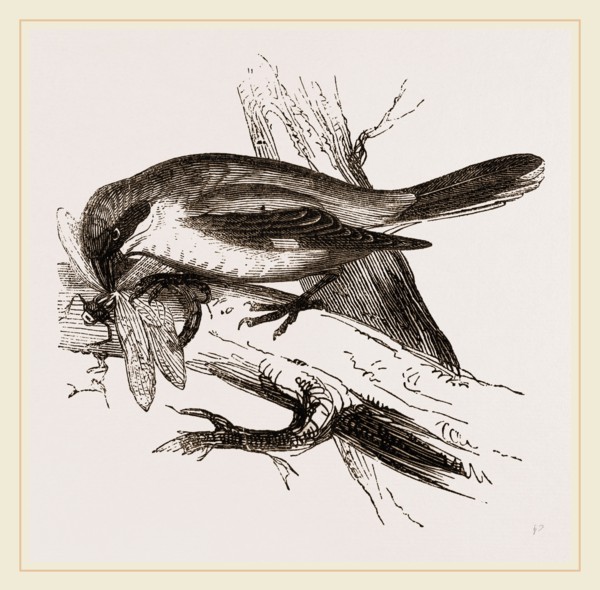 Butcher-bird