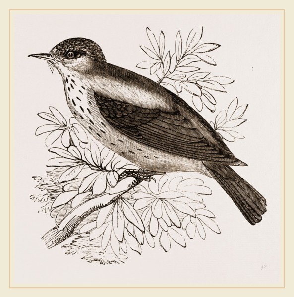 Spotted Flycatcher
