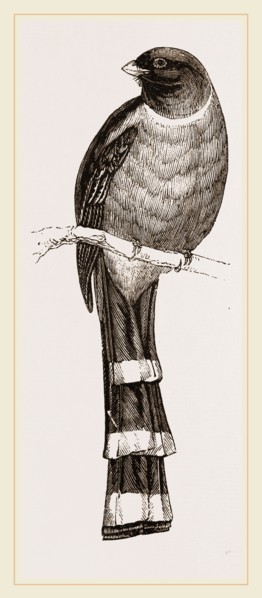 Mexican Trogon