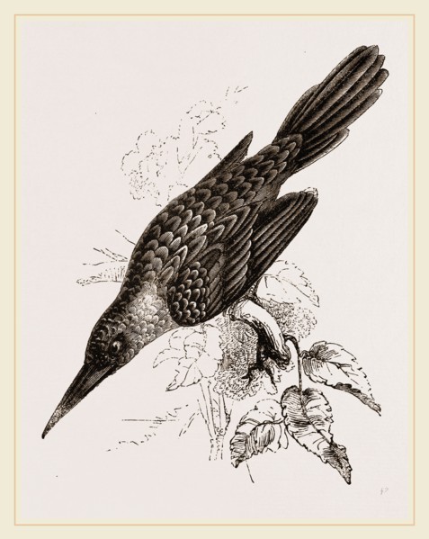 Broad-billed Lamprotiia