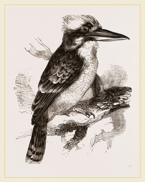 Gigantic Kingfisher