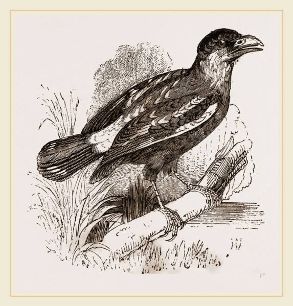 Javanese Eurylaimus