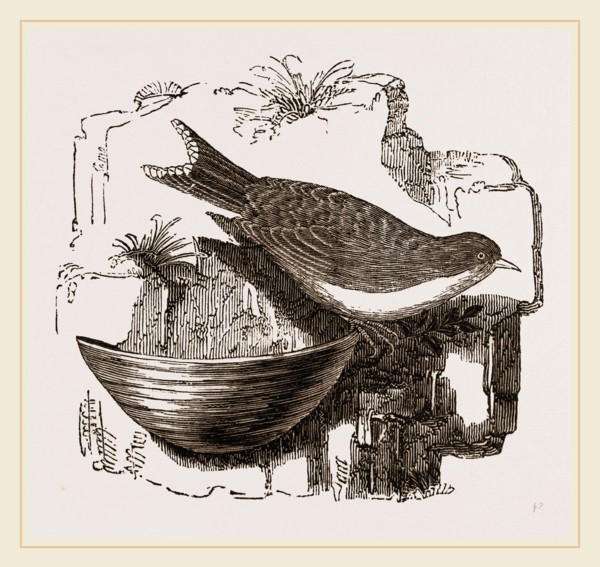 Esculent Swallow and Nest