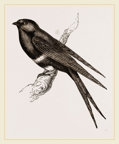 White-banded Swallow