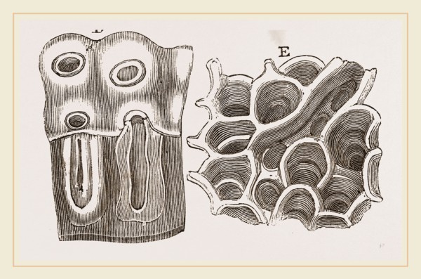 Glands of Stomach in Birds