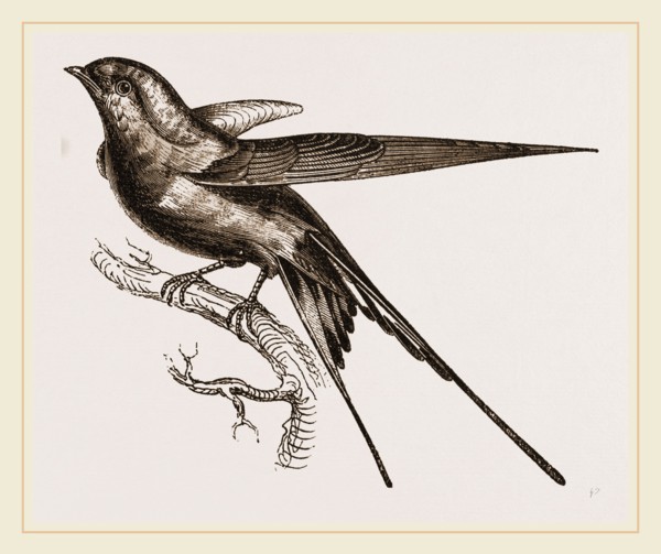Swallow of Palestine