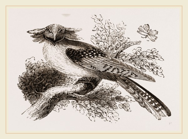 Long-eared Podargus
