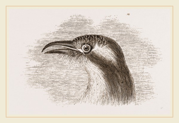 Head of Roller showing the Vibrissae