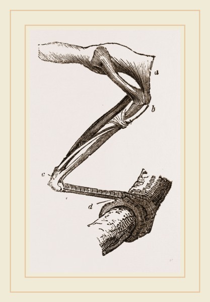 Leg of Bird perched