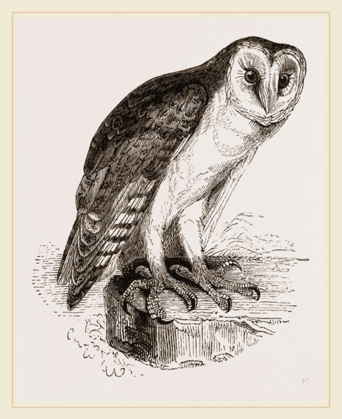 Barn-Owl