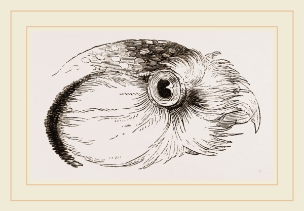 Head of Hawk Owl
