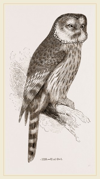 Ural Owl