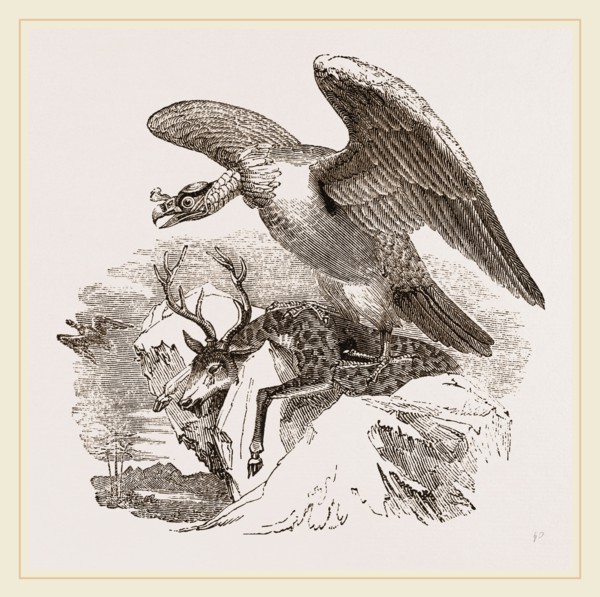 King Vulture
