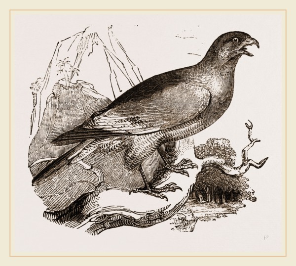 Chanting Hawk
