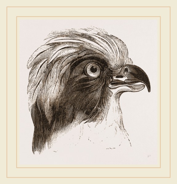 Head of Laughing Hawk