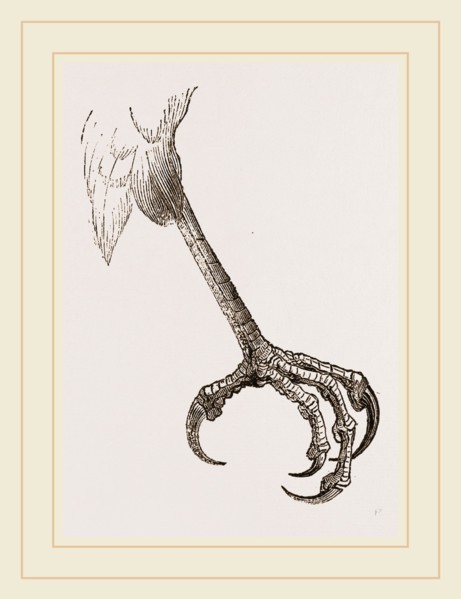 Foot of Sparrow-Hawk