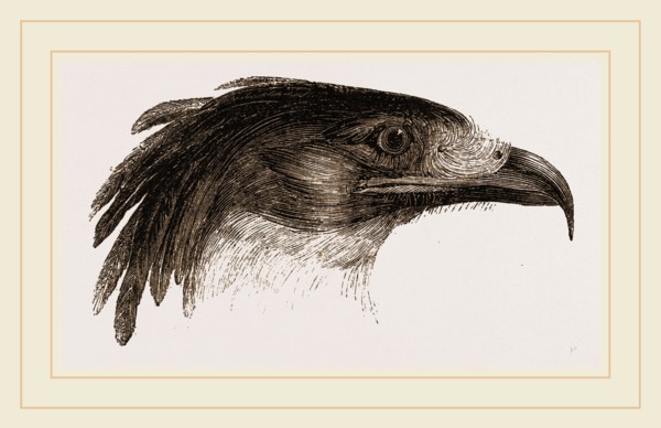 Head of Crested Morphnus