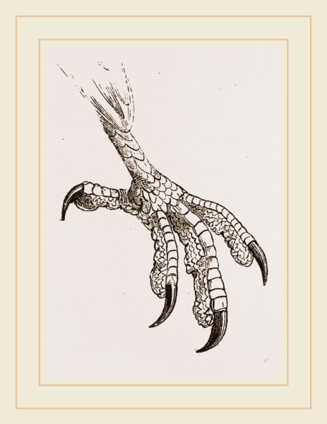 Foot of Cayenne Cymindis
