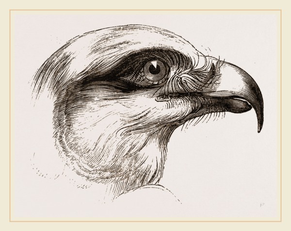Head of Short toed Circaetus