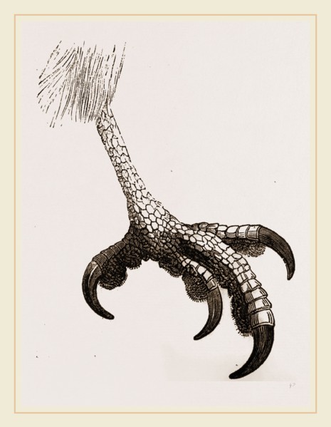 Foot of Short toed Circaetus