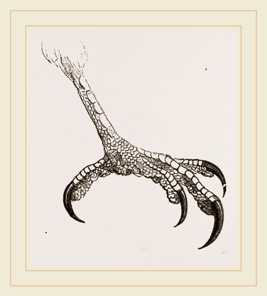 Foot of Hook-billed Cymindis