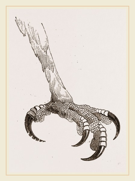 Foot of Crested Morphnus