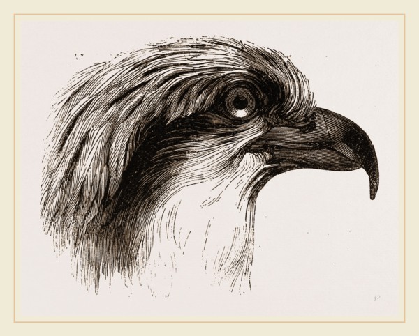 Head  of Osprey