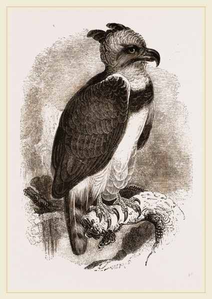 Harpy Eagle