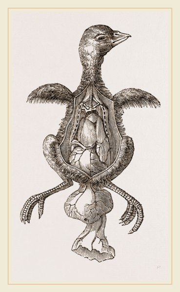 Chick showing absorption of yolk