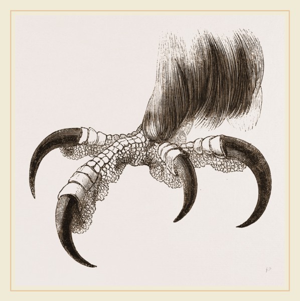 Talons of Golden Eagle