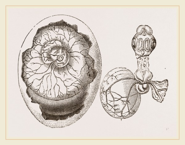 Egg and Chick on Fifth Day