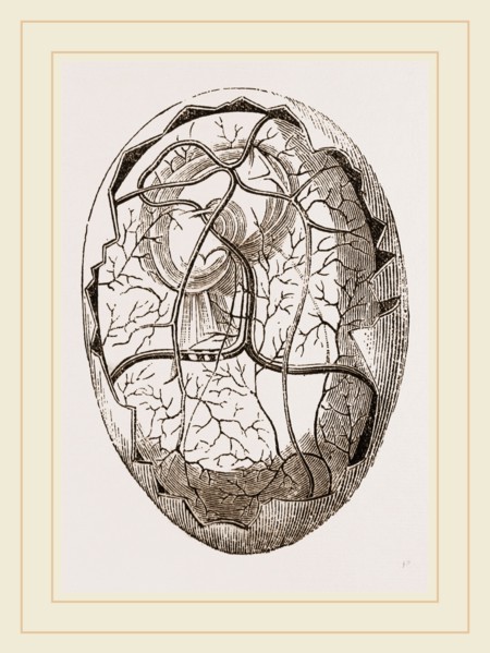 Egg and Chick on Eighth Day