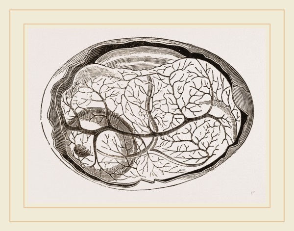 Egg and Chick at Thirty-six Hours