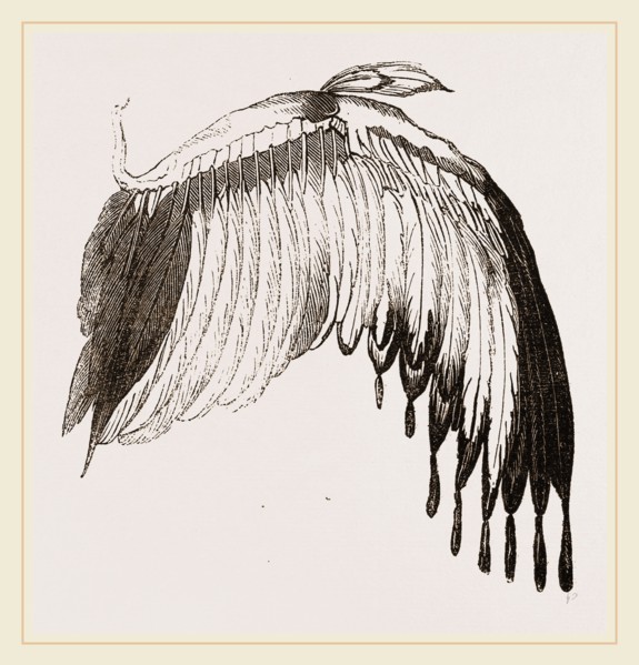 Wing of Chinese Jacana