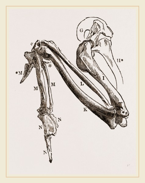 Bones of Hawk's Wing
