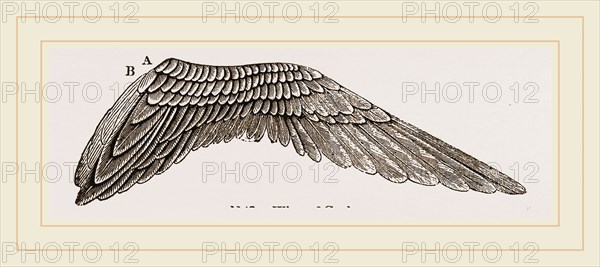 Wing of Curlew