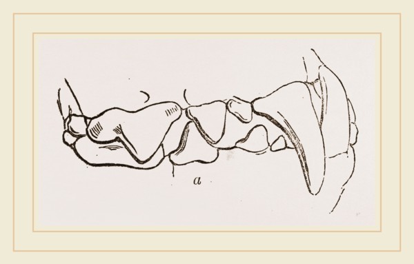 Teeth of Polecat