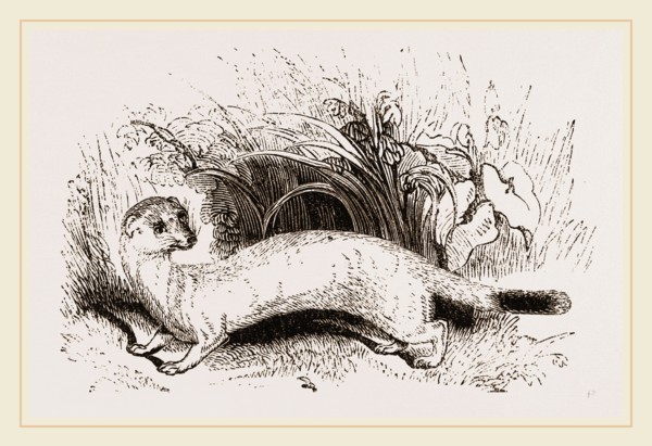 Ermine: Winter dress