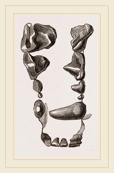 Teeth of Skunk
