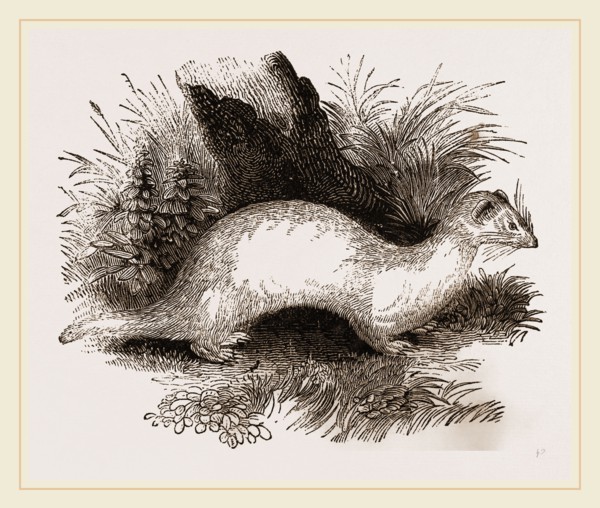 Ferret