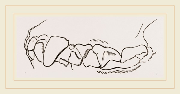 Teeth of skunk