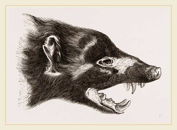 Head of Skunk