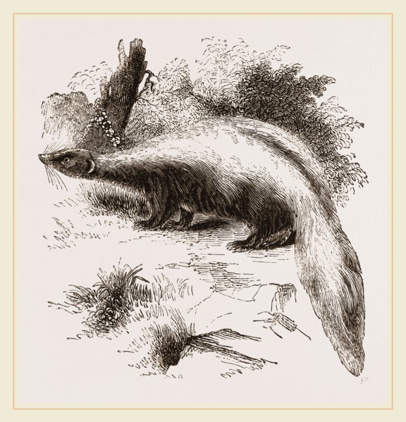 Skunk
