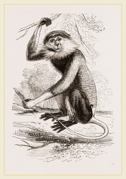 Cochin-China Monkey