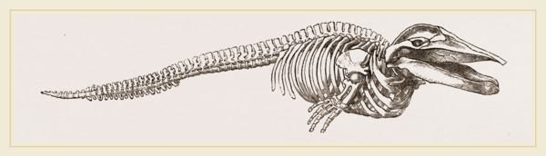 Skeleton of Rorqual