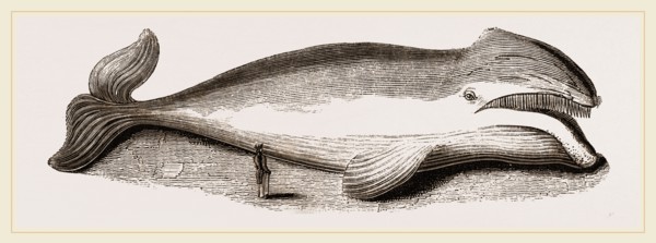 Rorqual