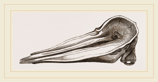 Skull of Spermaceti Whale seen from above